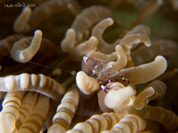 Pacific Clown Anemone Shrimp