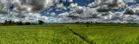 Rice Fields - Bali