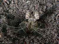 Spearing Mantis Shrimp